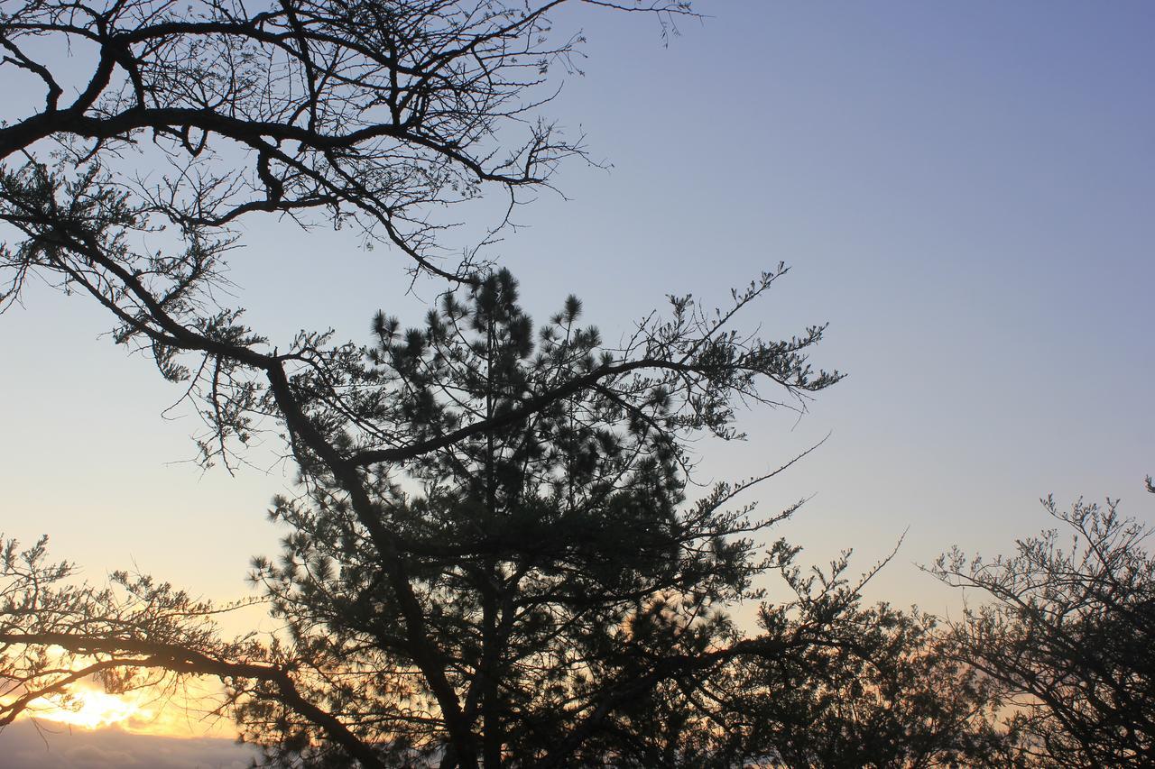 Acacia Bush Lodge Pietermaritzburg Kültér fotó